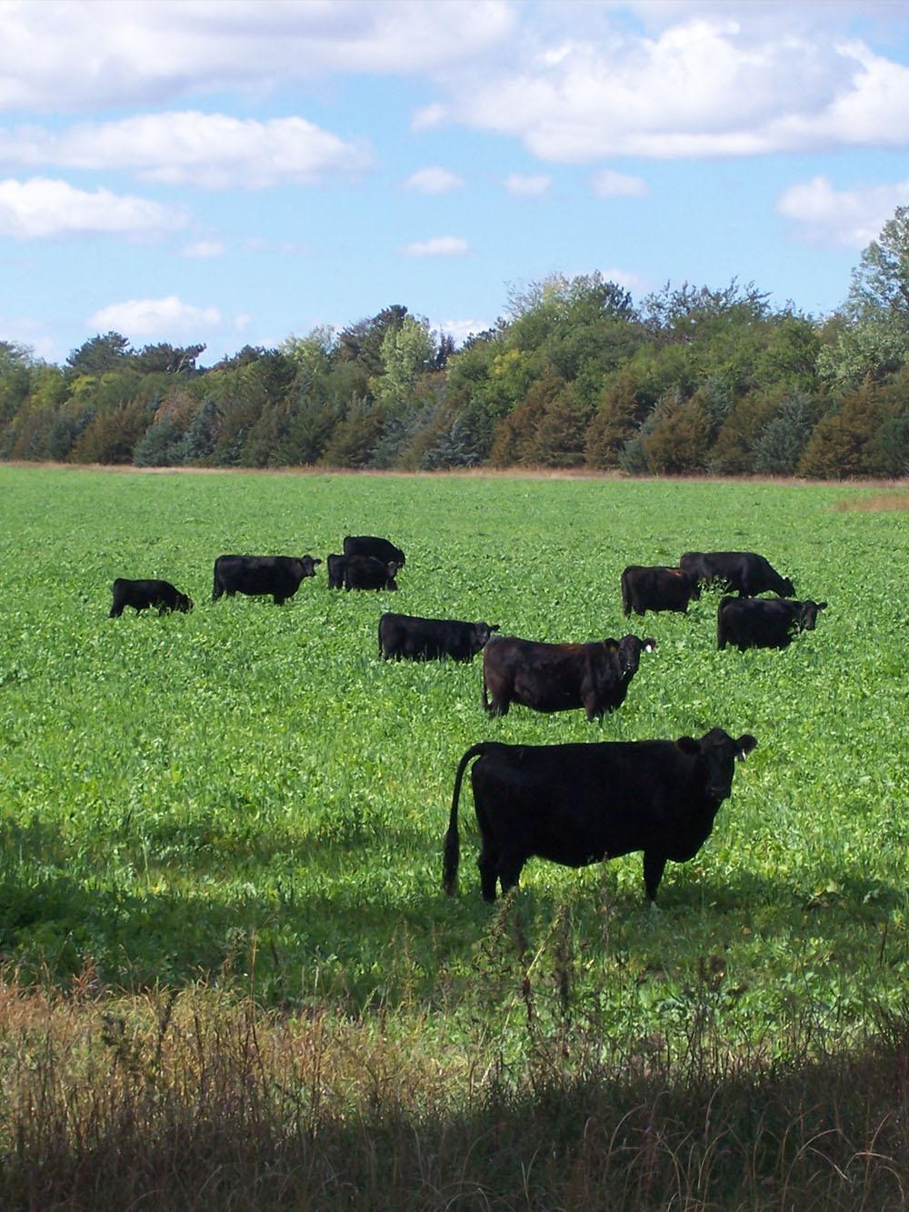 All Livestock North Mix